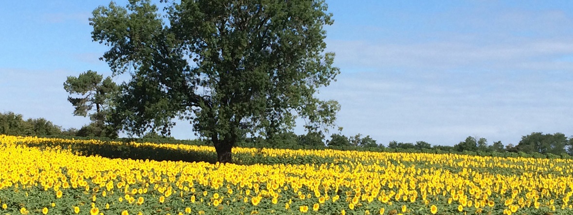 Tournesols